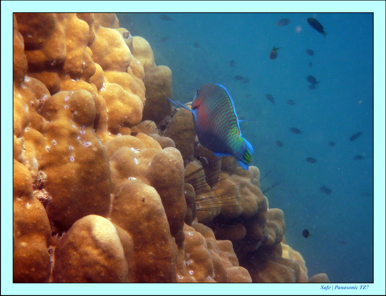 2011 - 03 - Koh Ngai 132